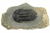Detailed Hollardops Trilobite - Large Specimen #191857-1